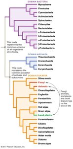 Phylogenetic tree: Three domains of life