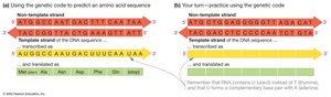 Using the genetic code to predict amino acid sequence