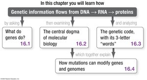 Chapter roadmap: genetic information flows from DNA to RNA to proteins