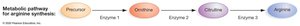 Metabolic pathway for arginine synthesis