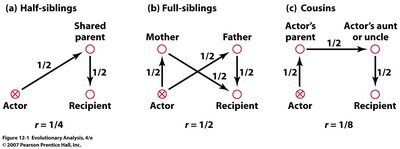 Diagram showing coefficients of relatedness for half-siblings, full-siblings, and cousins