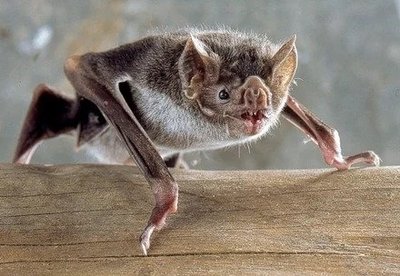 Colony of vampire bats, illustrating social structure and food sharing
