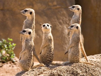 Meerkats standing alert, an example of alarm calling and vigilance in social animals