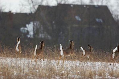 White-tailed deer displaying tail-flagging behavior