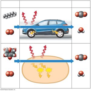 Energy conversion in a car and a cell