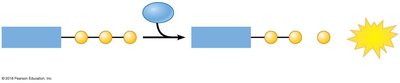 ATP hydrolysis and synthesis