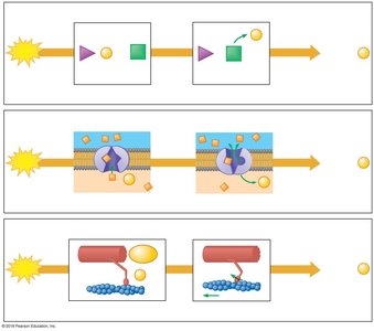 ATP in chemical, transport, and mechanical work