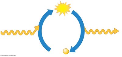 ATP cycle: synthesis and hydrolysis