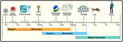 Size ranges for human eye, light microscopes, and electron microscopes