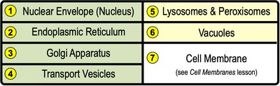 Endomembrane system organelles