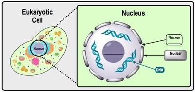 Eukaryotic nucleus structure