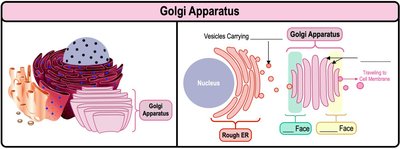 Golgi apparatus structure and function