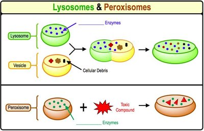 Lysosomes and peroxisomes function