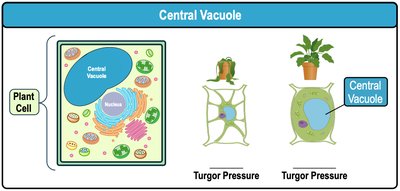 Central vacuole and turgor pressure in plant cells