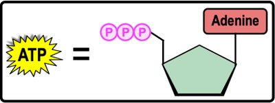 ATP structure