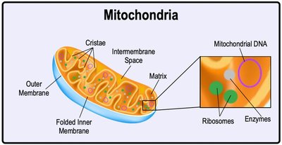 Mitochondria structure