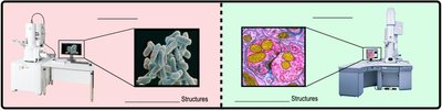 SEM and TEM comparison