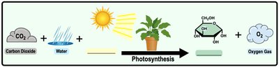 Photosynthesis equation and process