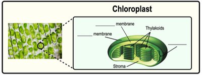 Chloroplast structure