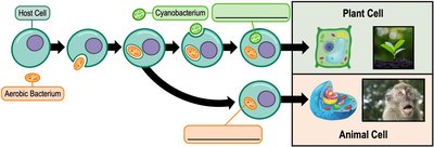 Endosymbiotic theory diagram