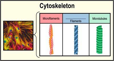 Cytoskeleton components