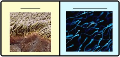 Cilia and flagella comparison