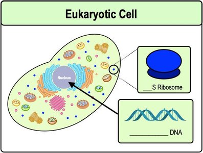 Eukaryotic cell structure