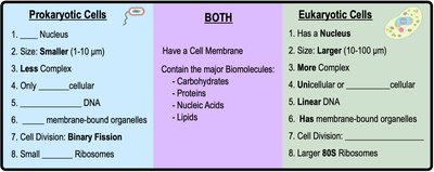 Comparison table of prokaryotic and eukaryotic cells