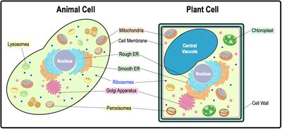 Animal and plant cell organelle comparison
