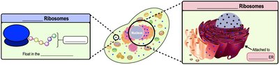 Free and bound ribosomes in eukaryotic cells