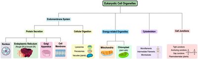 Map of eukaryotic cell organelles