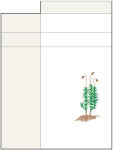 Life cycle dominance in nonvascular plants