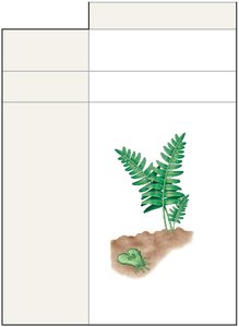 Life cycle dominance in seedless vascular plants