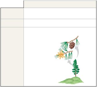 Life cycle dominance in seed plants
