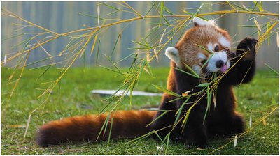 Red panda eating bamboo