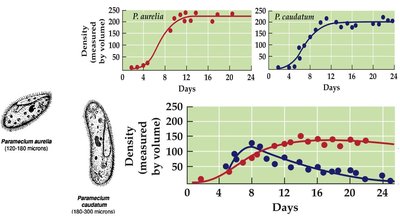 Paramecium competitive exclusion experiment