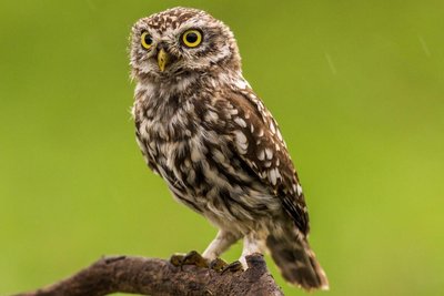 Owl as a predator