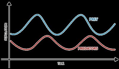Predator-prey population cycles graph