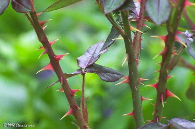Rose thorns as a plant defense