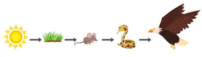 Simple food chain diagram