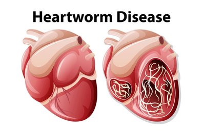 Heartworm disease illustration