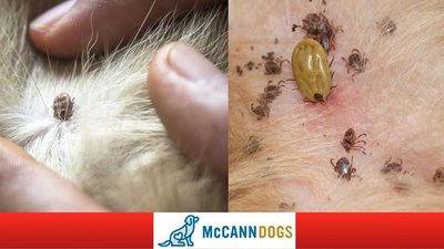 Ticks on animal skin