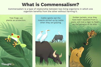 Examples of commensalism