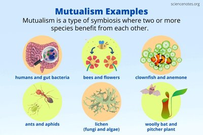 Examples of mutualism