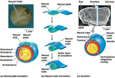 Neural plate and tube formation, somite development