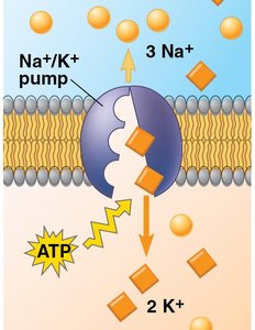 Sodium-potassium pump mechanism