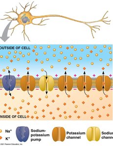 Ion channels and membrane potential