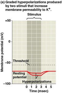 Action potential graph and phases