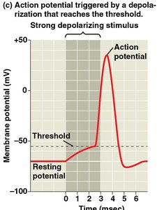 Cycle of ion channel states during action potential