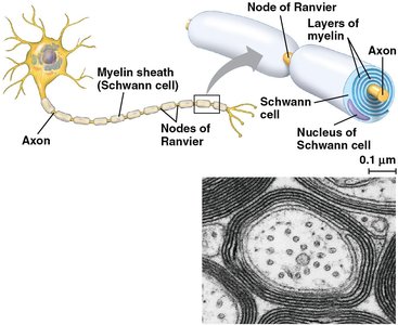 Myelinated axon, nodes of Ranvier, and saltatory conduction
